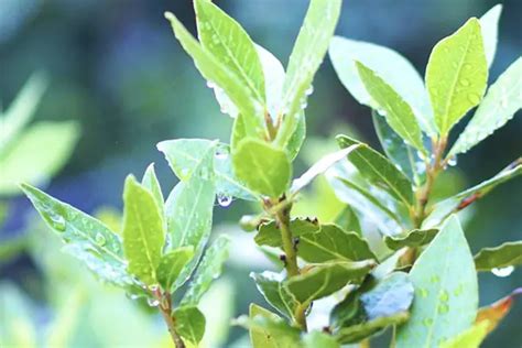 風水 樹木|運気が上がる【縁起の庭木】をご紹介｜無垢スタイルガーデ